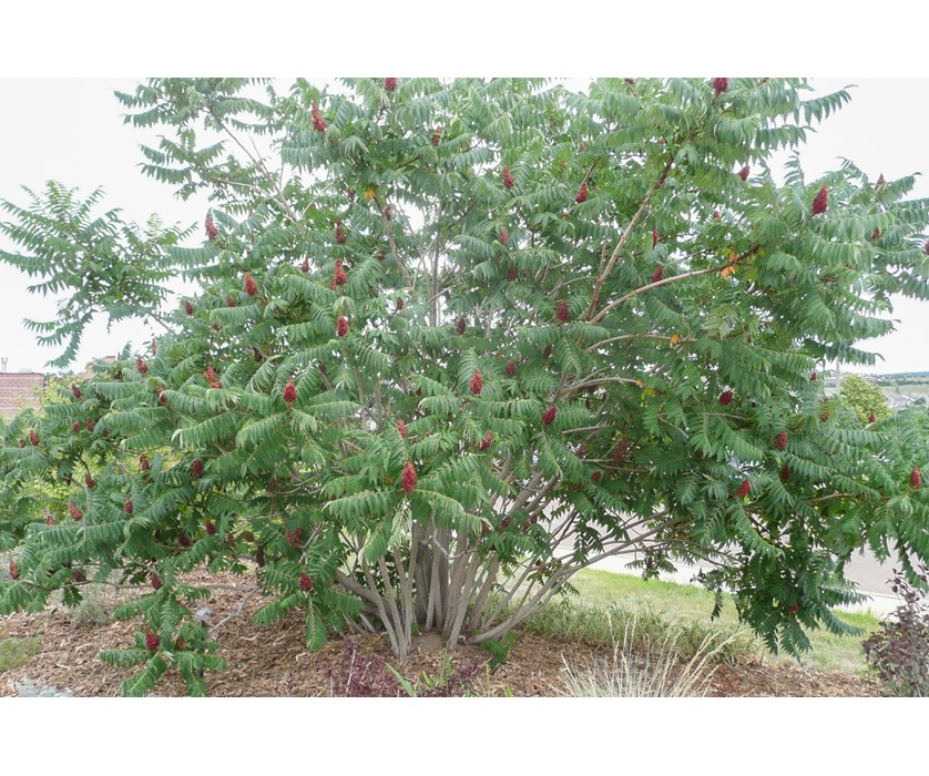 Staghorn Sumac